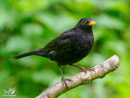 Blackbird – Kos